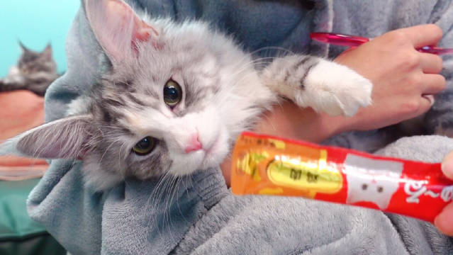 缅因猫拒绝被女主人刷牙...